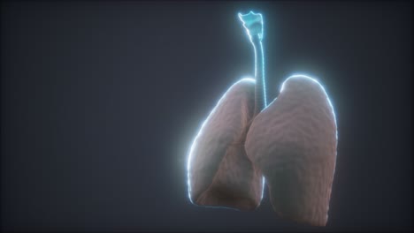 3D-Animation-Der-Menschlichen-Lunge